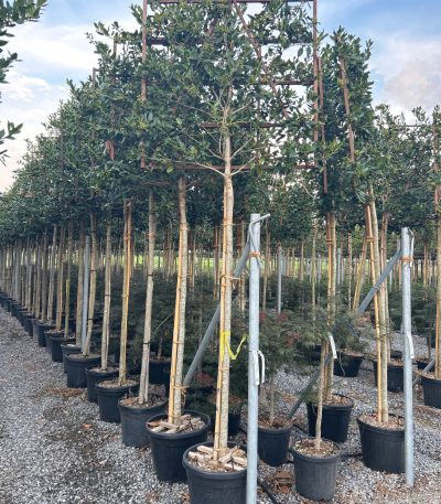 Ilex × NELLIE 'R. STEVENS' ILNERSTBAR-I-8051838124644