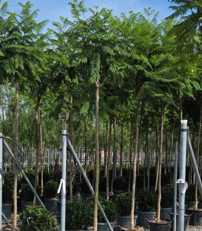 Jacaranda mimosifolia JAMI-I-8051838124750