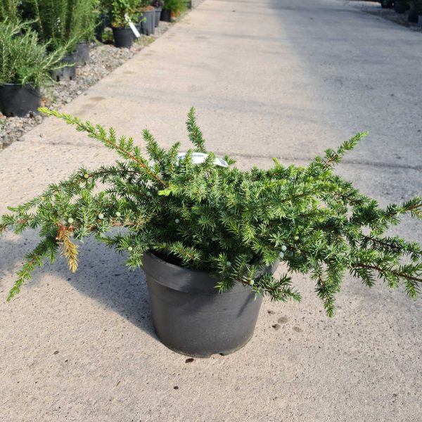 Juniperus conferta 'Schlager' (Pokrovni brin)