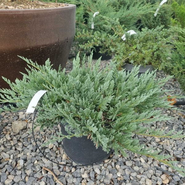 Juniperus horisontalis 'Blue Chip' (Pokrovni brin)