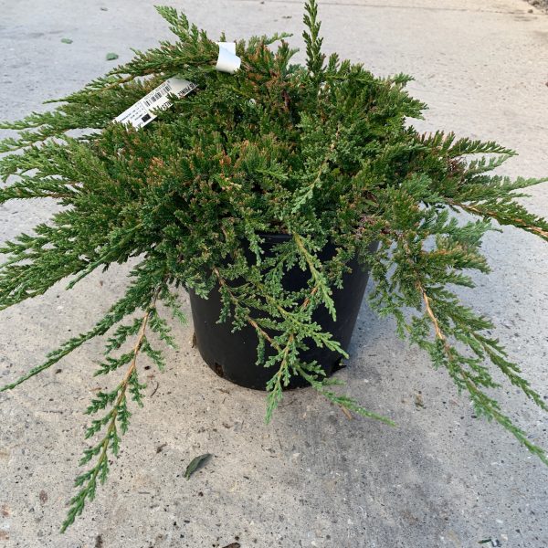 Juniperus horizontalis `Prince Of Wales` (Pokrovni brin)