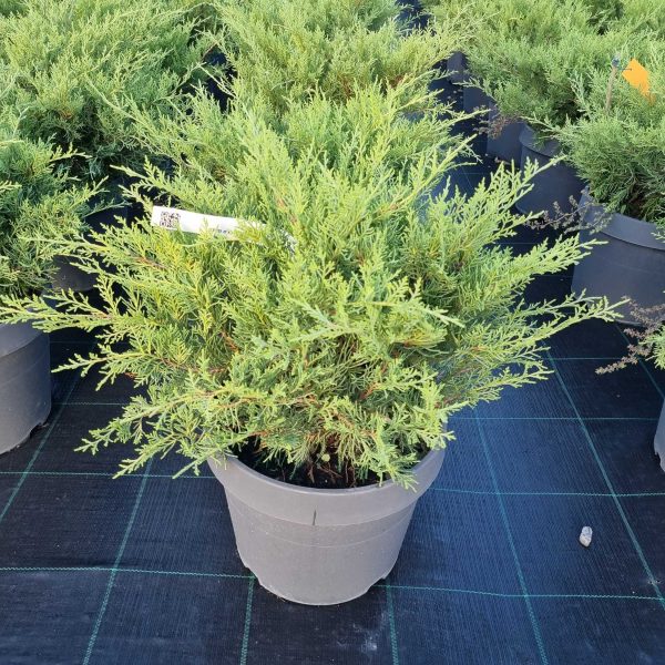 Juniperus pfitzeriana (x) 'Old Gold)