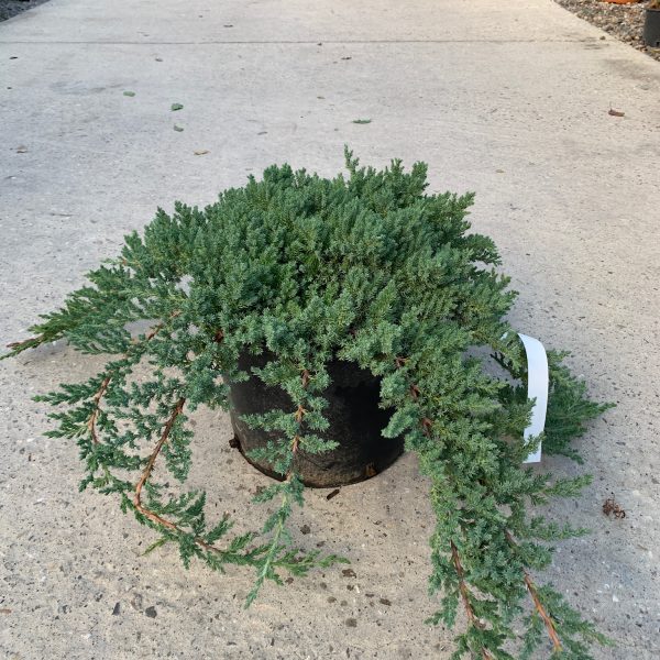 Juniperus procumbens 'Nana' (Polegli brin)