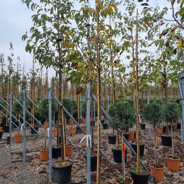 Juglans regia (Navadni oreh)