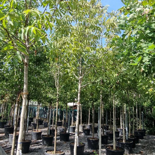 Juglans regia (Navadni oreh)