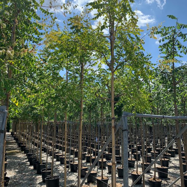 Koelreuteria paniculata (Latnati mehurnik)