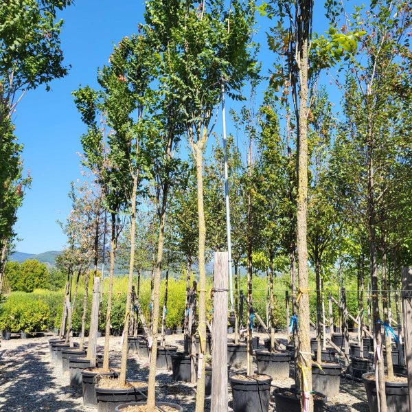 Koelreuteria paniculata 'Fastigiata' (Stebrasti latnati mehurnik)