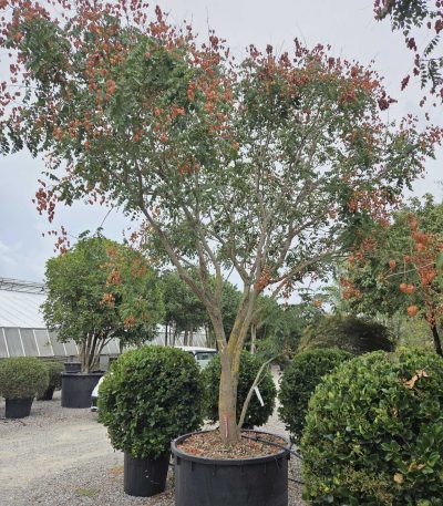 Koelreuteria paniculata KOPAMULTI-I-8051838747003