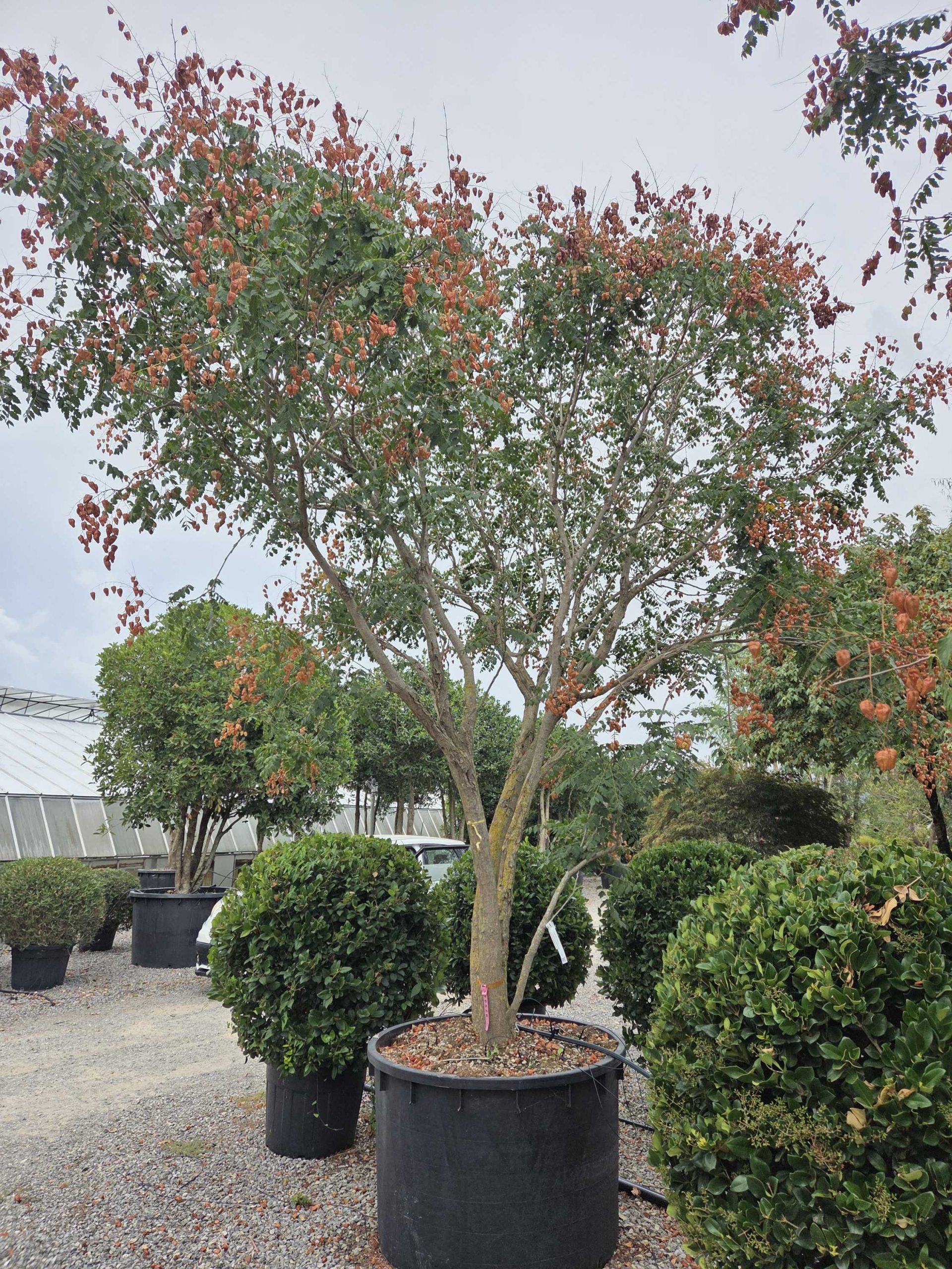 KOPAMULTI-I-8051838747003 Koelreuteria paniculata KOPAMULTI-I-8051838747003