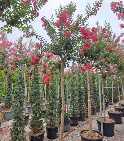 Lagerstroemia × CAROLINE 'BEAUTY' LACABE-I-8051838675108