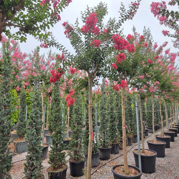 Lagerstroemia × CAROLINE 'BEAUTY' LACABE-I-8051838675108