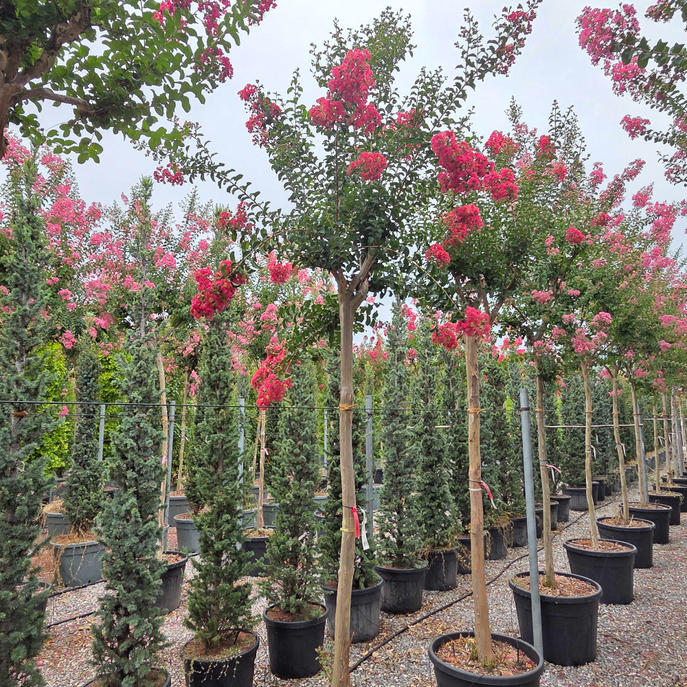 LACABE-I-8051838675108 Lagerstroemia × CAROLINE 'BEAUTY' LACABE-I-8051838675108
