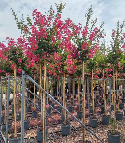 Lagerstroemia × DURANT 'RED' LADURE-I-8051838338515