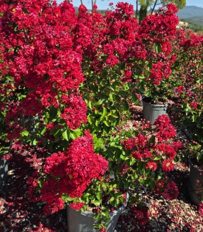 Lagerstroemia × DYNAMITE LADY-I-8051838360202