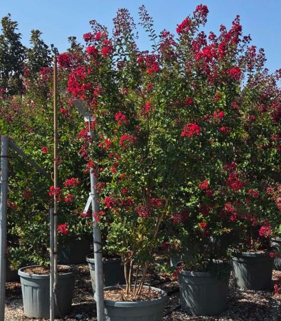 Lagerstroemia × DYNAMITE LADYMULTI-I-8051838731538