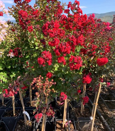 Lagerstroemia × DYNAMITE LADYST-I-8051838125115
