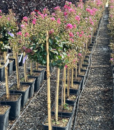 Lagerstroemia indica 'BERRY DAZZLE' LAINBEDAST-I-8051838123234
