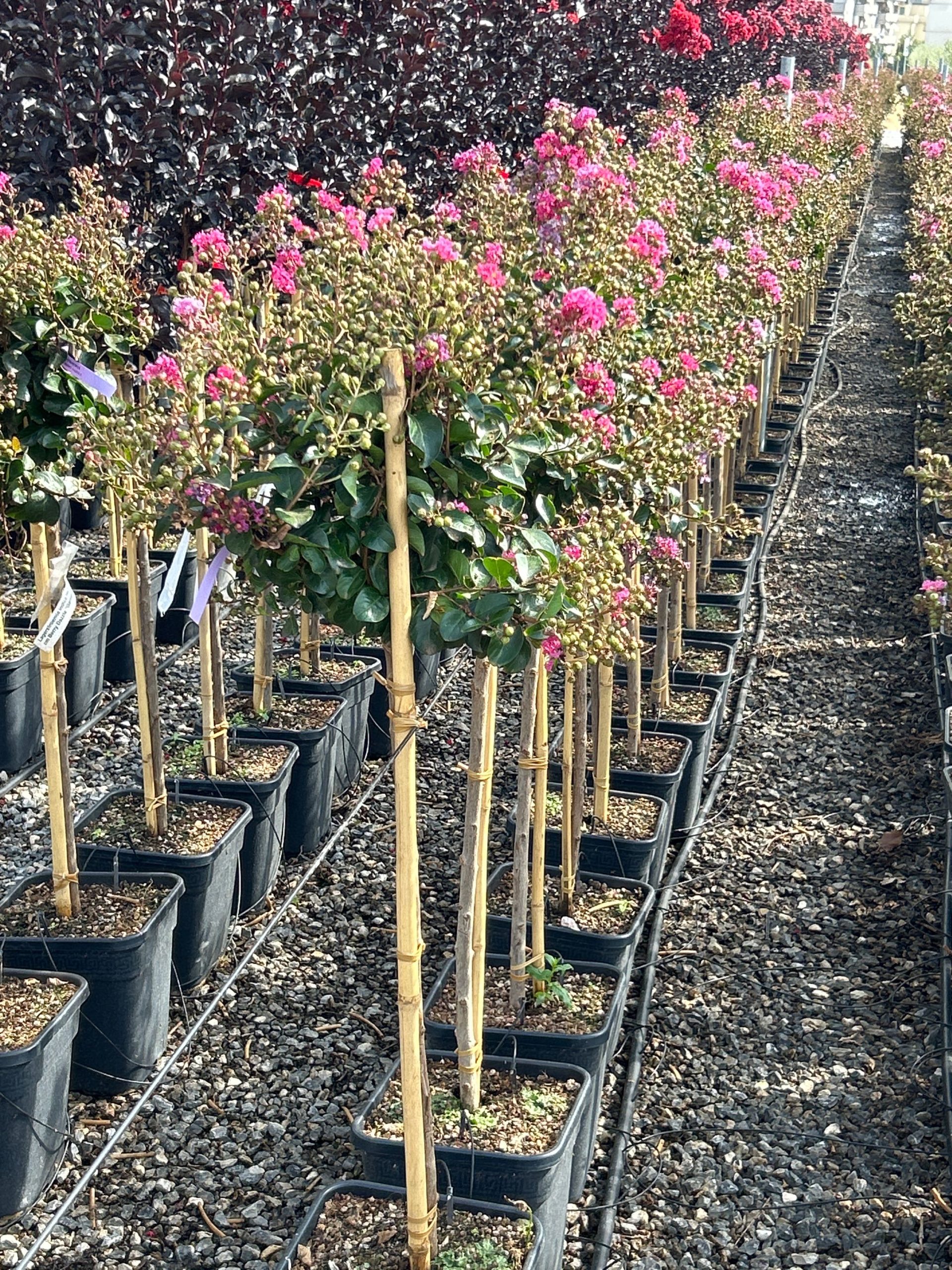 LAINBEDAST-I-8051838123234 Lagerstroemia indica 'BERRY DAZZLE' LAINBEDAST-I-8051838123234