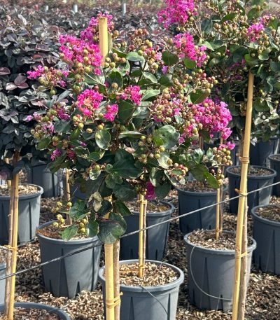 Lagerstroemia indica 'RHAPSODY IN PINK' LAINRHINPIST-I-8051838103427