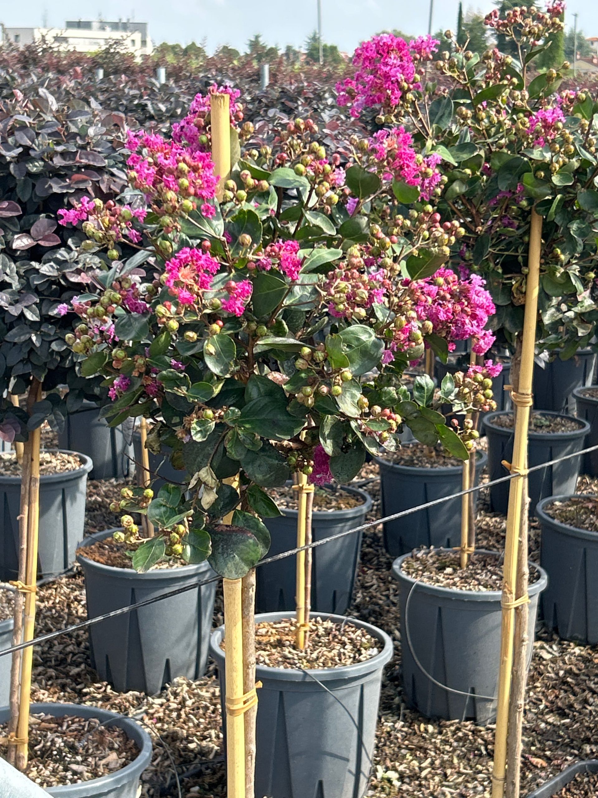 LAINRHINPIST-I-8051838103427 Lagerstroemia indica 'RHAPSODY IN PINK' LAINRHINPIST-I-8051838103427