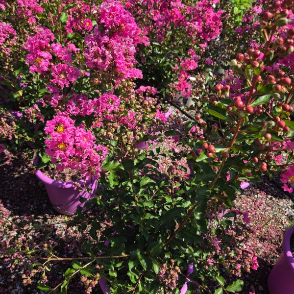 Lagerstroemia indica 'ROSEA'
