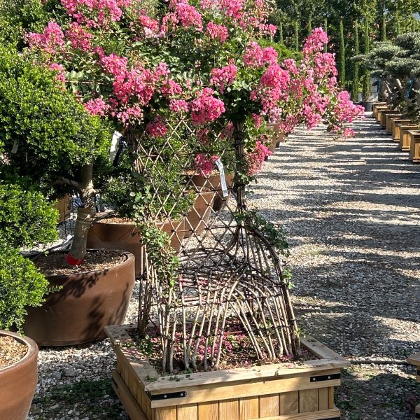 Lagerstroemia indica 'ROSEA'