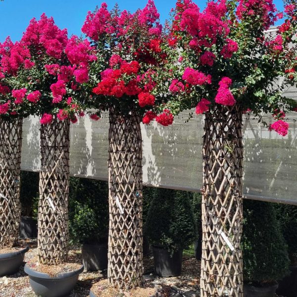 Lagerstroemia indica 'ROSEA'