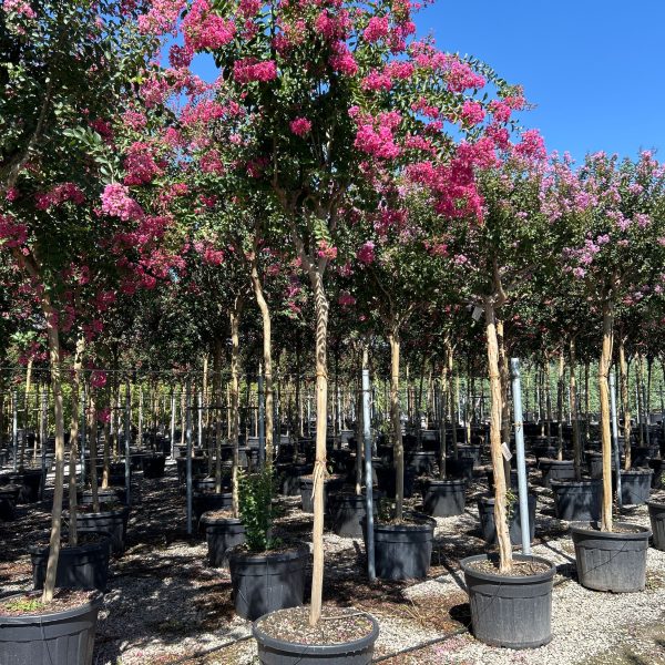 Lagerstroemia indica 'ROSEA' LAINRO-I-8051838592122