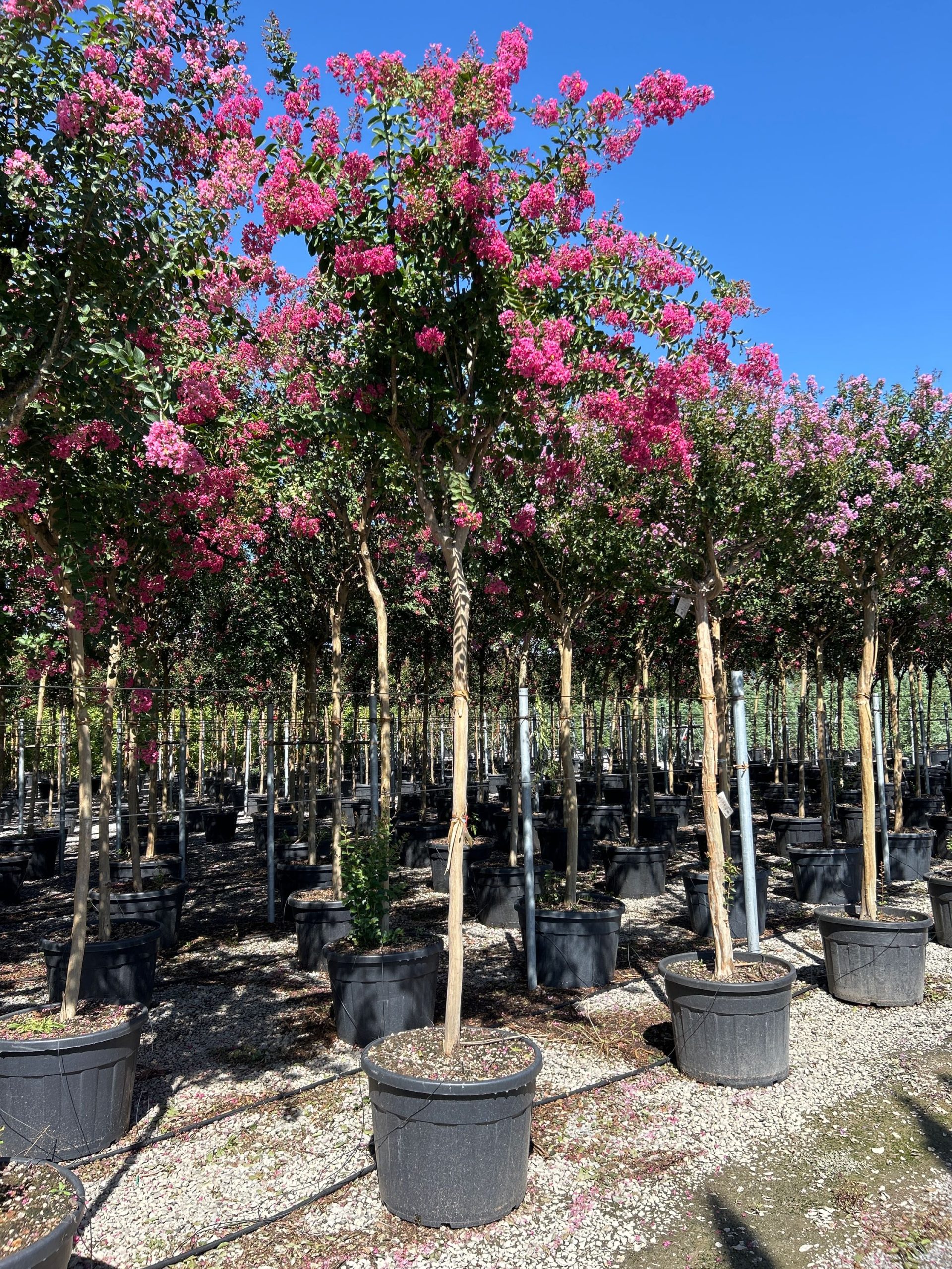 LAINRO-I-8051838592122 Lagerstroemia indica 'ROSEA' LAINRO-I-8051838592122