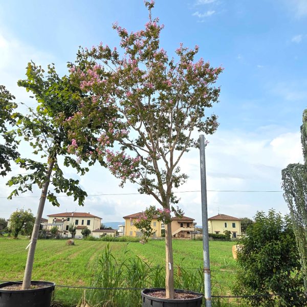 Lagerstroemia indica 'ROSEA'