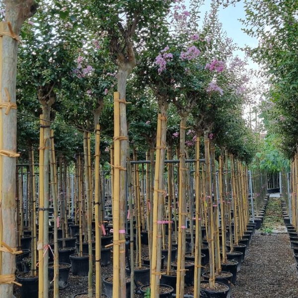Lagerstroemia Ind. Rosea Nova (Lagerstremija)