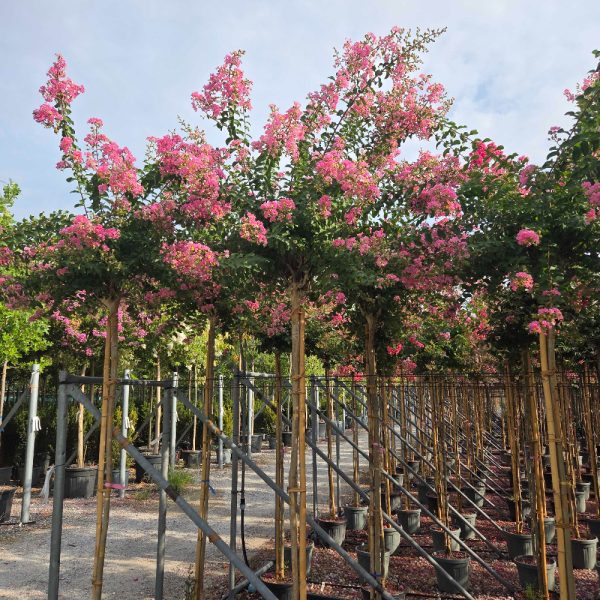 Lagerstroemia Ind. Rosea Nova (Lagerstremija)