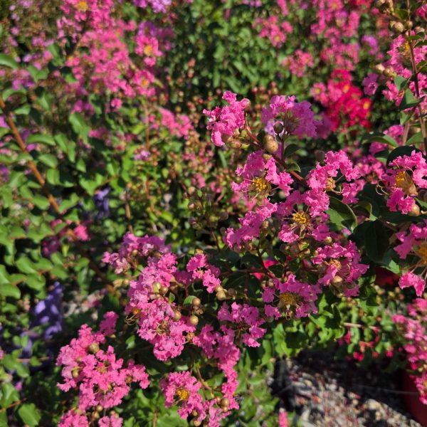 Lagerstroemia Ind. Superviolacea (Lagerstremija)