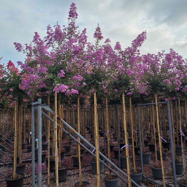 Lagerstroemia Ind. Superviolacea (Lagerstremija)