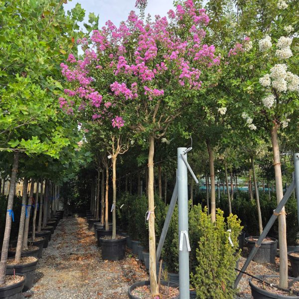 Lagerstroemia Ind. Superviolacea (Lagerstremija)