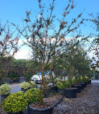 Lagerstroemia indica 'SUPERVIOLACEA' LAINSUMULTI-I-8051838321692