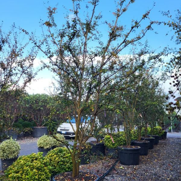 Lagerstroemia indica 'SUPERVIOLACEA'