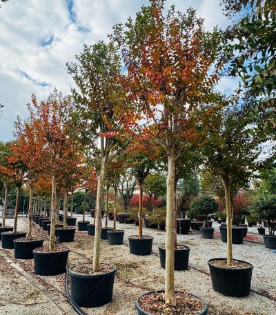Lagerstroemia × MUSKOGEE LAMU-I-8051838602166