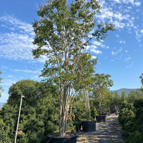 Lagerstroemia × MUSKOGEE LAMUMULTI-I-8051838610840