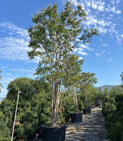 Lagerstroemia × MUSKOGEE LAMUMULTI-I-8051838610840