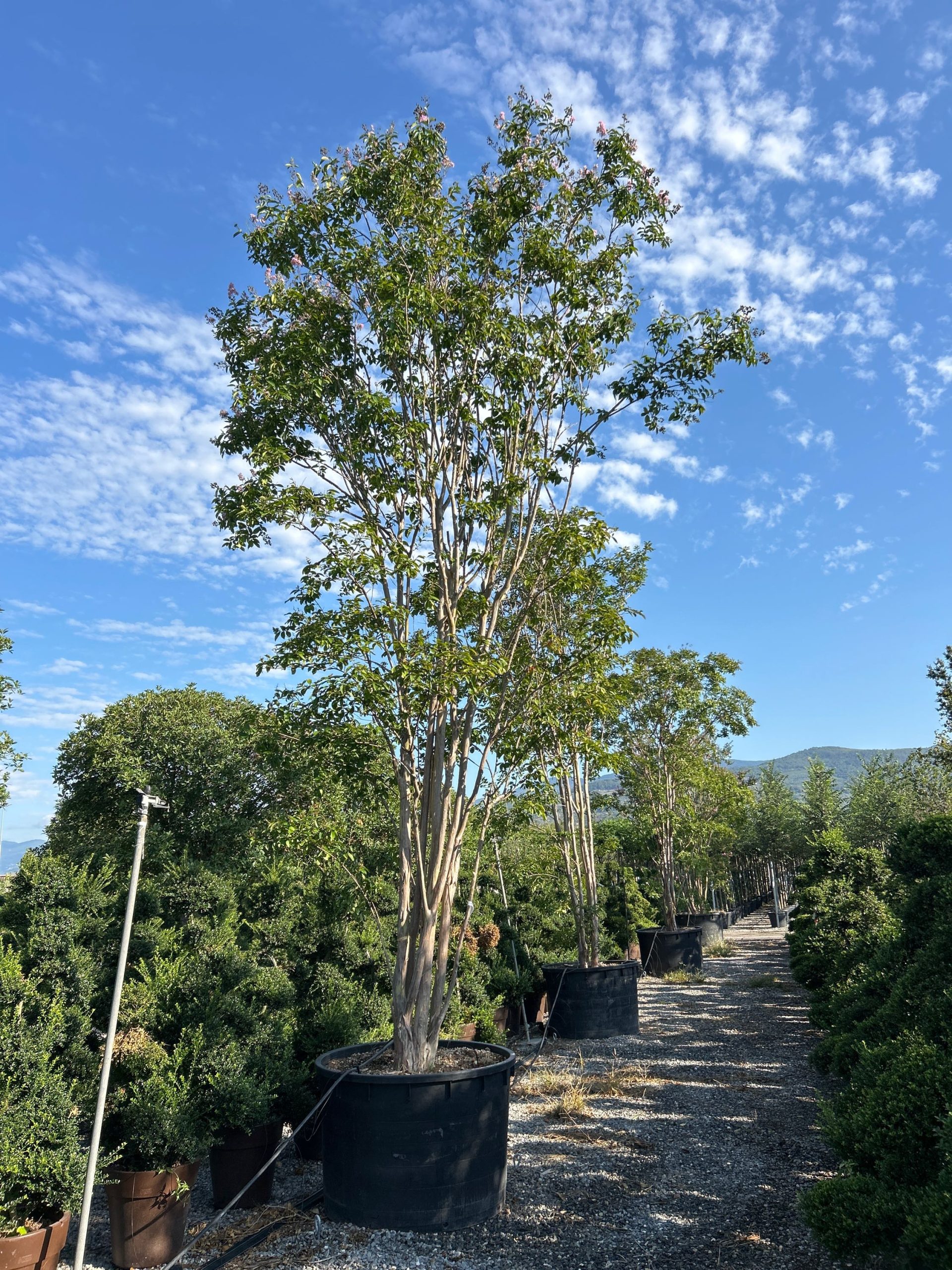 LAMUMULTI-I-8051838610840 Lagerstroemia × MUSKOGEE LAMUMULTI-I-8051838610840