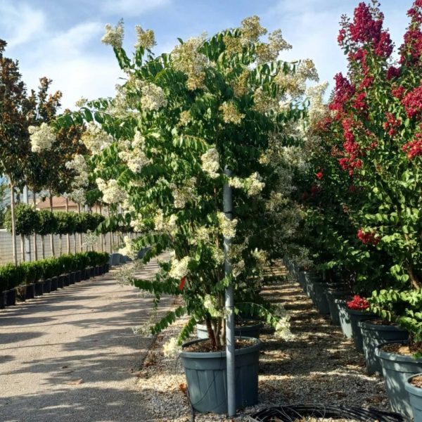 Lagerstroemia × 'Natchez' (Crape myrtle)