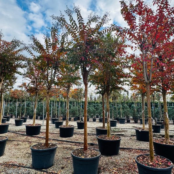 Lagerstroemia × 'Natchez' (Crape myrtle)