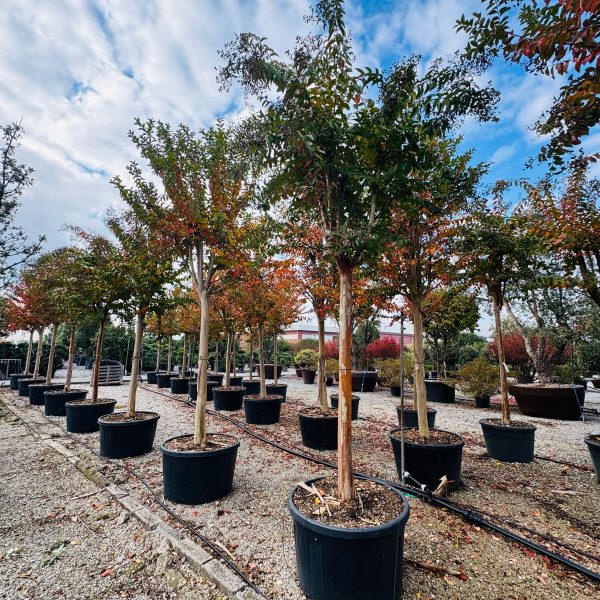 Lagerstroemia × NATCHEZ LANA-I-8051838602609