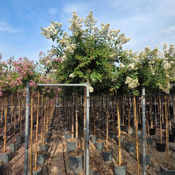 Lagerstroemia × 'Natchez' (Crape myrtle)