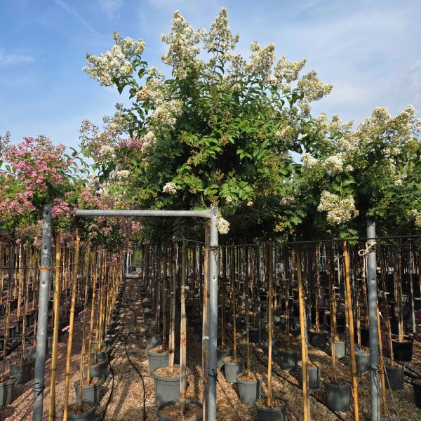 Lagerstroemia × 'Natchez' (Crape myrtle)