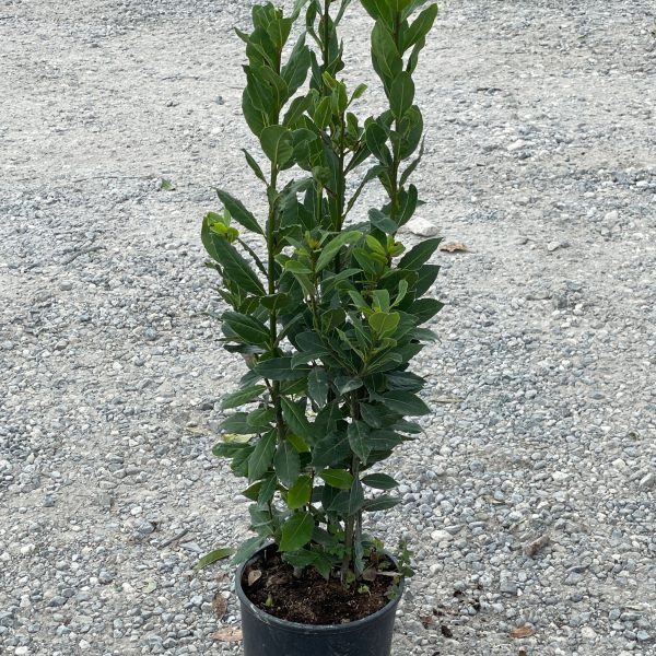 Laurus nobilis (Navadni lovor)