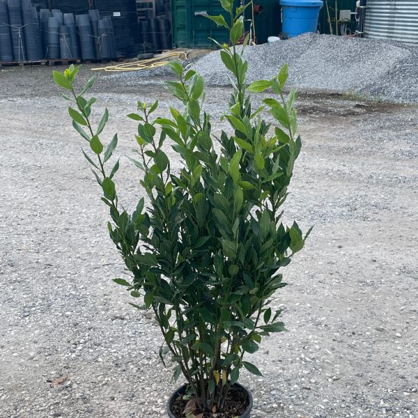 Laurus nobilis (Navadni lovor)