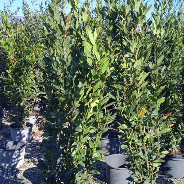 Laurus nobilis (Navadni lovor)