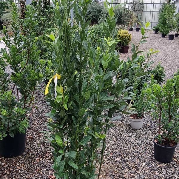 Laurus nobilis (Navadni lovor)